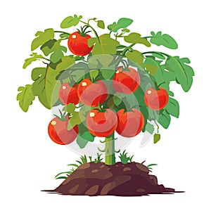 Fresh organic ripe tomatoes tree
