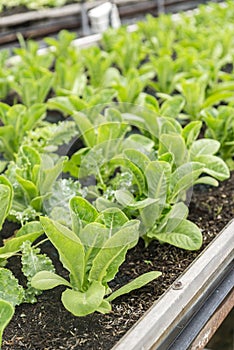 fresh organic rocket salad lettuce salad plant in Growing Organic vegetable farms.-selective focus