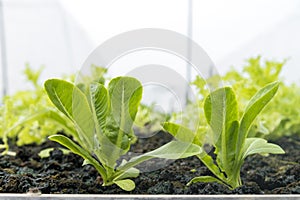 fresh organic rocket salad lettuce salad plant in Growing Organic vegetable farms.-selective focus