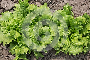 Fresh organic Romaine lettuce, cos lettuce, are growing in soil before harvest