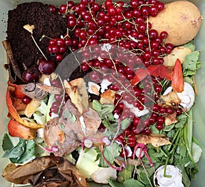 Fresh organic rubbish with red currants in a small plastic bucket for recycling