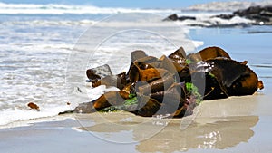 , fresh, organic seeweed on a beach