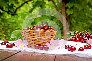 Fresh organic sour cherries in wicker basket and cherries in plate