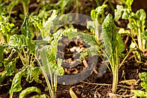 Fresh organic spinach leaves