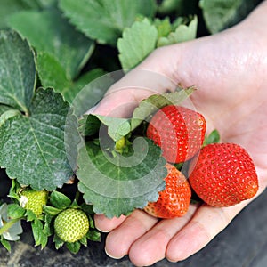 Fresh organic strawberries