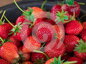 Fresh organic strawberries from farm