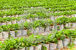 Fresh organic strawberries growing in a lush green field at a strawberry plantation