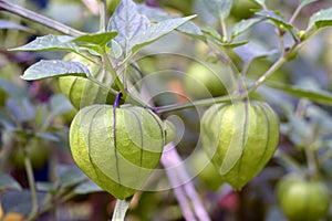 Fresh organic tomatillo