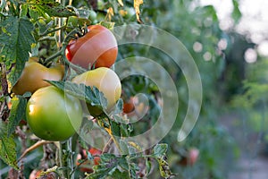 Fresh Organic Tomato in the garden photo