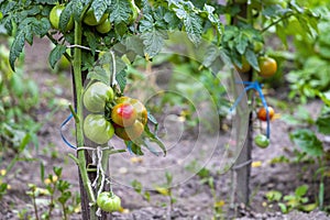 Fresh organic tomatoes in the greenhouse