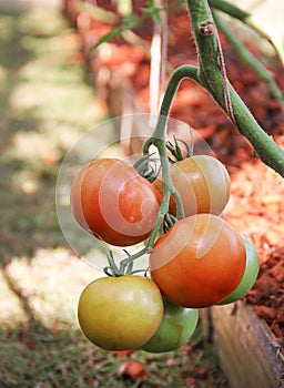 Fresh organic tomatoes hanging on tree in garden background