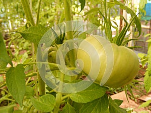 Fresh organic tomatoes on tree
