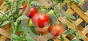 Fresh organic tomatoes on the vine