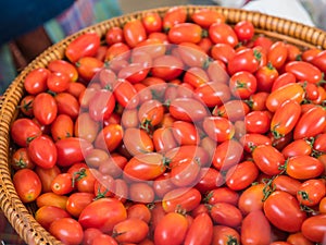 Fresh organic tomatos