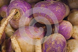 Fresh Organic Turnips make Vibrant Colors in Vancouvers Grandville Island Market