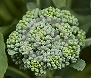 Fresh organic vegetable broccoli homegrown