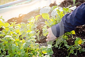 Fresh organic vegetable coriander or cilantro bunch in farm