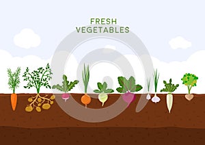 Fresh organic vegetable garden on blue sky background. Garden with different kind root veggies. Set vegetables plant