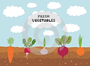 Fresh organic vegetable garden on blue sky background. Set vegetables plant growing underground carrot, onion, garlic