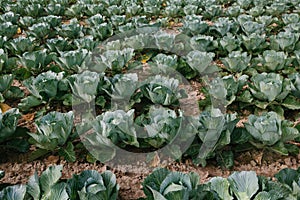 Fresh organic vegetable in the garden, green cabbage, good for health, soft green color