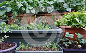 Fresh Organic vegetable garden with raised beds. with beans for vertical gardening. homemade vegetables in a urban city.