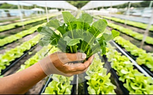 Fresh organic vegetable grown using aquaponic or hydroponic farming. photo