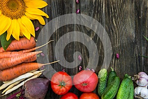 Fresh Organic Vegetables. Autumn Harvest Concept.