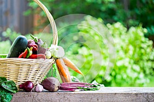 Fresh Organic Vegetables in basket. Autumn Harvest Concept