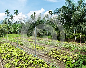Fresh Organic Vegetables Farm Growth in Backyard Garden in Countryside of Thailand ready to make Healthy Food like Fresh Salad