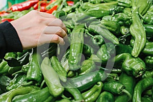 Fresh and organic vegetables at farmers market. Marketplace. Natural produce. Paprika. Pepper. Natural local products on