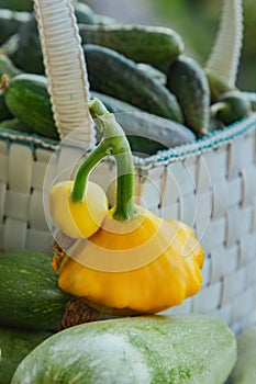 Fresh organic vegetables and fruits in a basket on a table in the garden. Healthy eating Eggplant, squash, cucumbers, tomatoes,