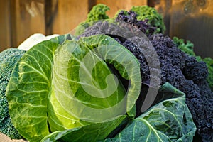 Fresh organic vegetables - green pointed cabbage and curly kale