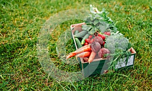 Fresh organic vegetables in green wooden box on the background of a vegetable garden. Concept of biological, bio