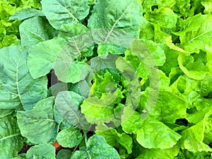 Fresh organic vegetables growing in farm