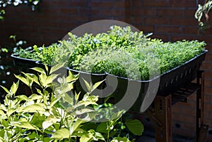 Fresh organic vegetables growing in pots in an outdoor home garden. Organic farming, salad ingredients