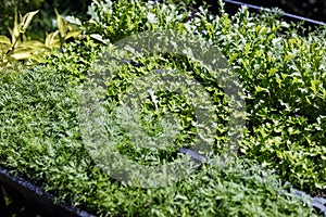 Fresh organic vegetables growing in pots in an outdoor home garden. Organic farming, salad ingredients