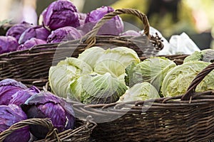 Fresh organic vegetables - Pile of green and purple cabbages in