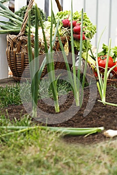 Fresh organic vegetables in wicker basket