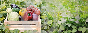 Fresh organic vegetables in a wooden box on the background of a vegetable garden.Cabbage, pepper, eggplant, carrot, cucumber.Raw