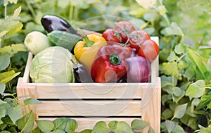 Fresh organic vegetables in a wooden box on the background of a vegetable garden.Cabbage, pepper, eggplant, carrot, cucumber.Raw