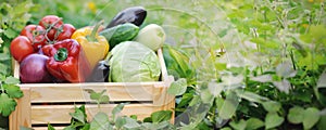 Fresh organic vegetables in a wooden box on the background of a vegetable garden.Cabbage, pepper, eggplant, carrot, cucumber.Raw