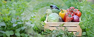 Fresh organic vegetables in a wooden box on the background of a vegetable garden.Cabbage, pepper, eggplant, carrot, cucumber.Raw