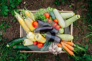 Fresh organic vegetables in a wooden box on the background of a vegetable garden. Concept of biological, bio products, bio ecology
