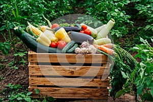 Fresh organic vegetables in a wooden box on the background of a vegetable garden .Concept of biological, bio products, bio ecology