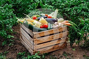 Fresh organic vegetables in a wooden box on the background of a vegetable garden .Concept of biological, bio products, bio ecology