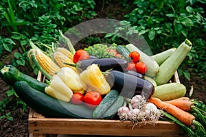 Fresh organic vegetables in a wooden box on the background of a vegetable garden .Concept of biological, bio products, bio ecology