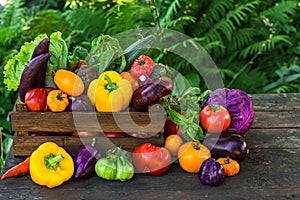 Fresh organic vegetables in wooden box on rustic table in a garden. Agriculture or harvest concept