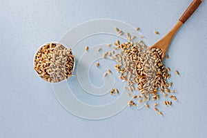 Fresh organic wheat sprouts in a wooden spoon on a blue surface.