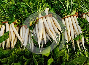 Fresh organic White Radish  with green leaves , fresh vegetables in marker