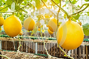 Fresh organic yellow cantaloupe melon or golden melon ready to harvesting in greenhouse at melon farm with sunbeam. agriculture